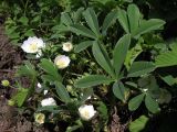 Potentilla alba