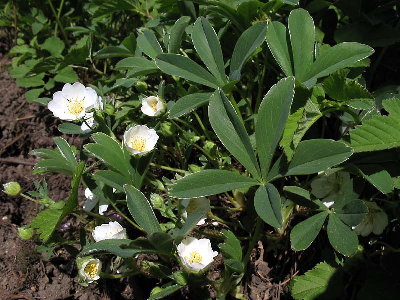 Image of Potentilla alba specimen.