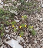 Ajuga chia. Цветущее растение. Дагестан, Сулакский каньон, смотровая площадка к югу от пос. Дубки, мелкозёмисто-каменистая осыпь. 04.05.2025.