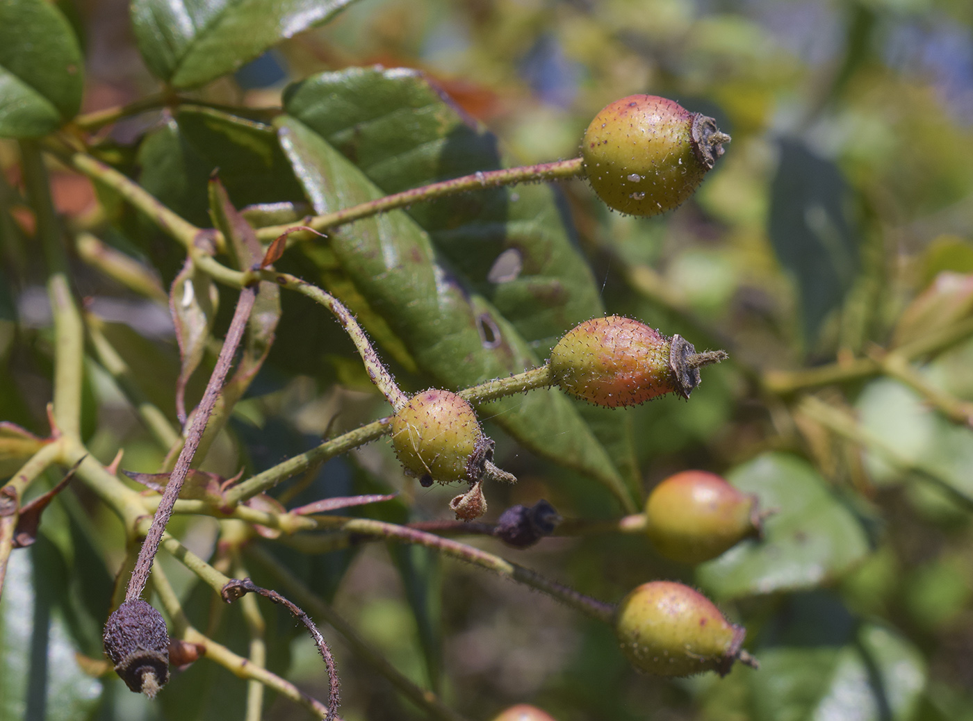 Image of Rosa sempervirens specimen.