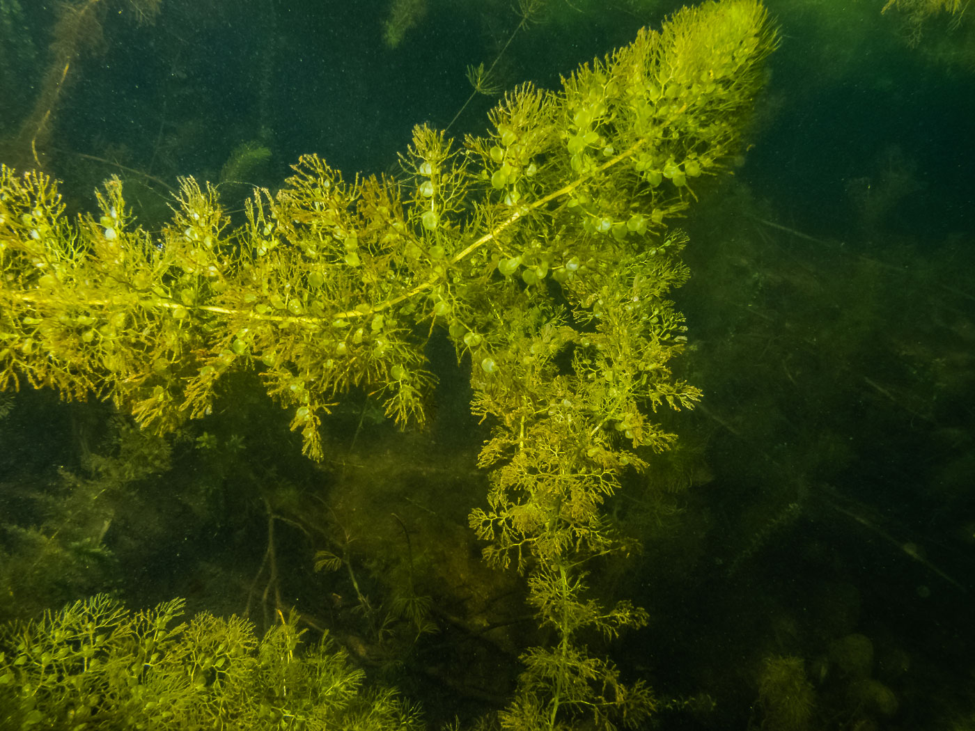Image of genus Utricularia specimen.