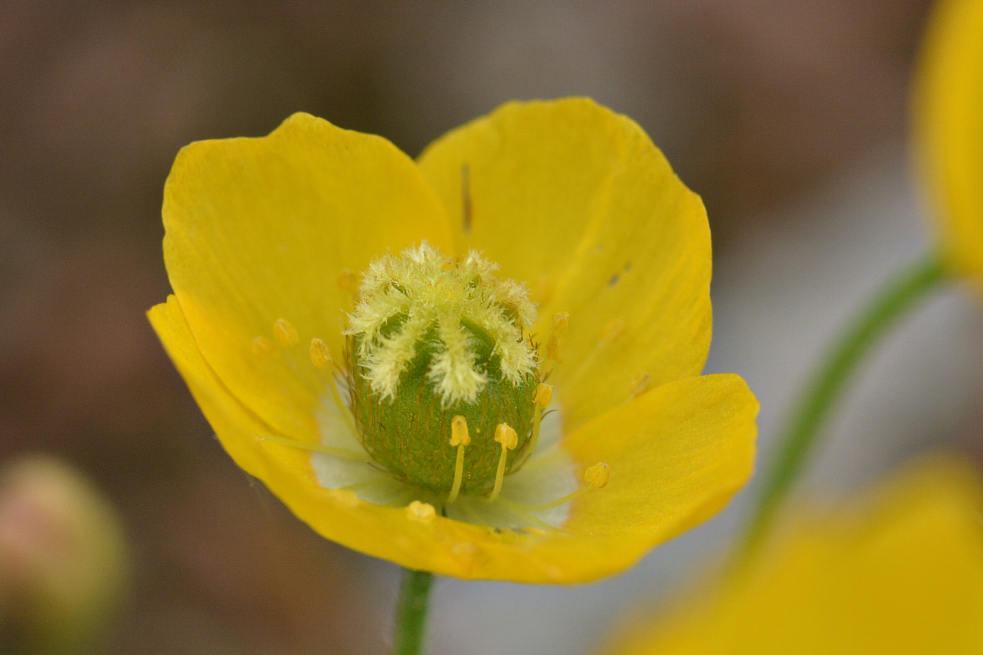 Image of Papaver microcarpum specimen.