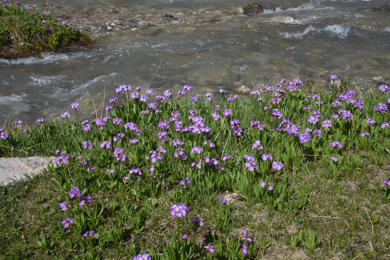 Изображение особи Primula auriculata.