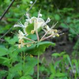 Lonicera caprifolium. Соцветие. Краснодарский край, Абинский р-н, хр. Свинцовые горы, гора Высокий бугор, обочина лесной дороги. 17.05.2025.