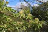 Sambucus racemosa. Цветущая ветвь. Ленинградская обл., Ломоносовский р-н, окр. дер. Мал. Забородье, берег пруда в истоках р. Шингарка, опушка леска. 21.05.2025.