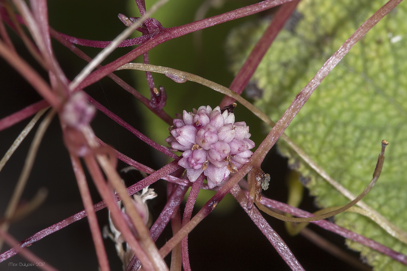 Изображение особи род Cuscuta.