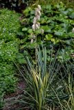 Yucca filamentosa. Отцветающее растение. Китай, г. Шанхай, в культуре. 25.05.2025.