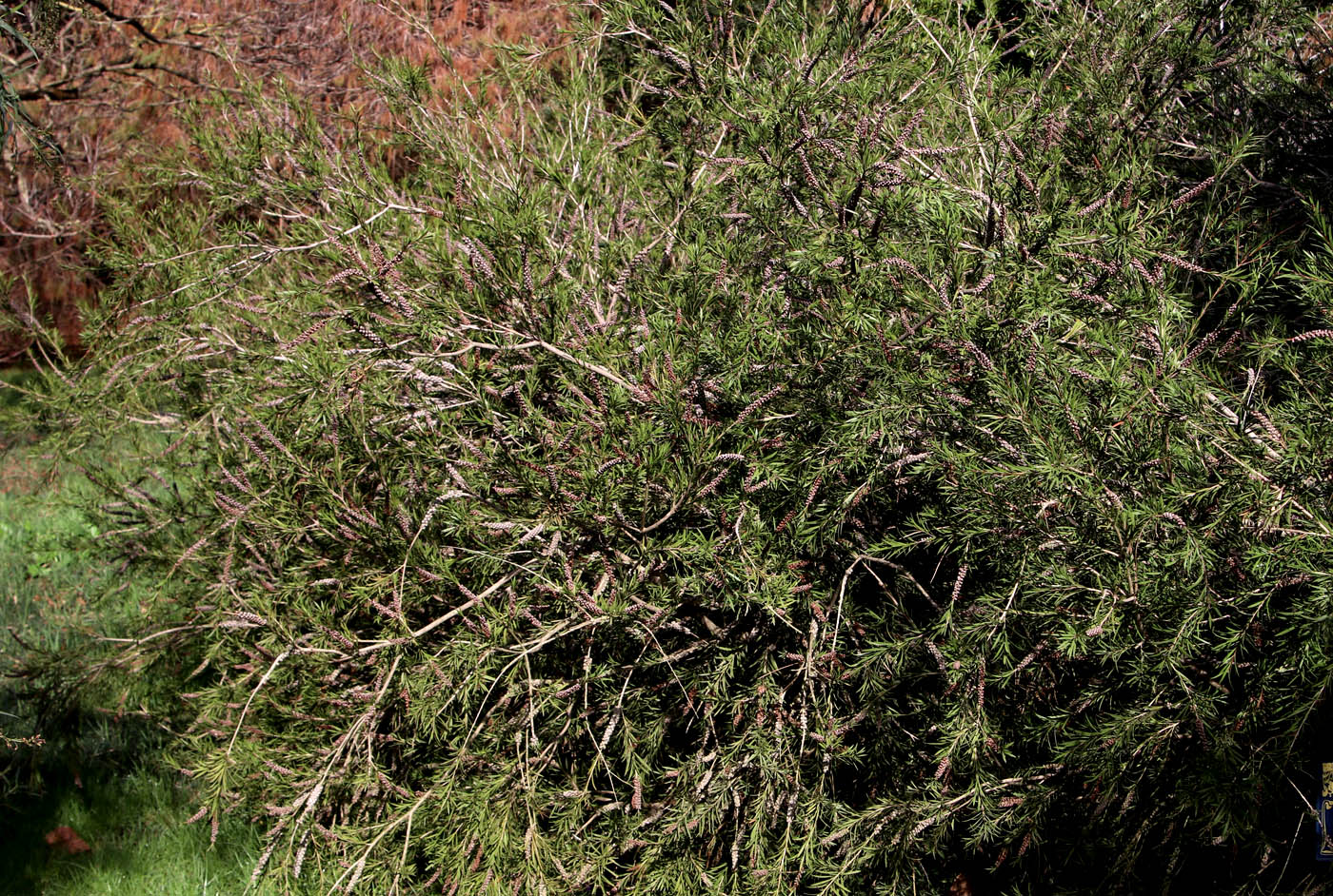 Изображение особи Callistemon speciosus.