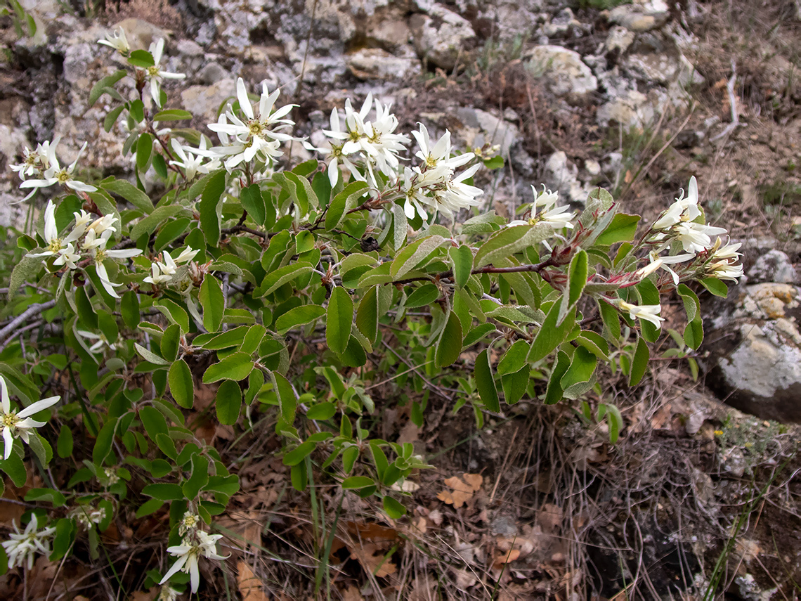 Изображение особи Amelanchier ovalis.
