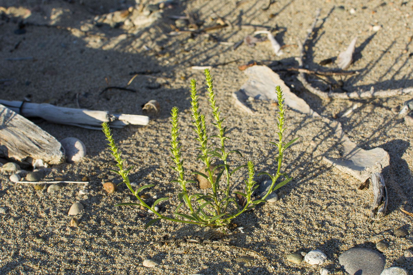 Image of Corispermum ulopterum specimen.