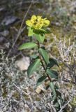 Euphorbia flavicoma. Верхушка побега с соцветием с формирующимися завязями. Испания, Каталония, пров. Барселона, комарка Осона, муниципалитет Рупит-и-Пруит, окр. водопада Сальт-де-Сальент, ≈802 м н.у.м., травянисто-кустарничковое сообщество. 16.04.2026.