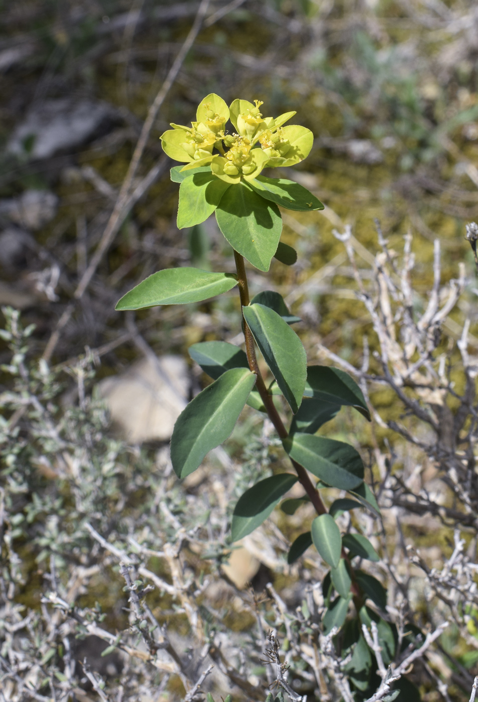 Изображение особи Euphorbia flavicoma.