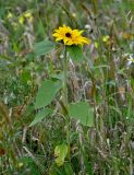 Helianthus annuus
