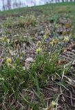 Carex ericetorum. Цветущие растения. Московская обл., Боровский курган, крутой открытый склон холма. 01.05.2011.