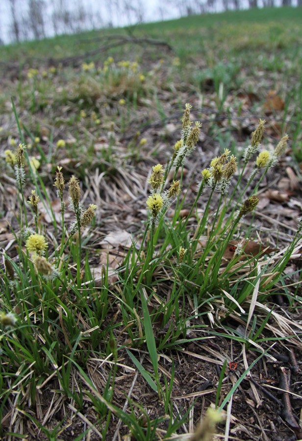 Изображение особи Carex ericetorum.