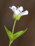 Pseudostellaria heterantha. Верхушка побега с цветком. Приморский край, Хасанский р-н, юго-западный берег бухты Рейд Паллада, подножье горы Мраморная, у ручья. 17.05.2026.