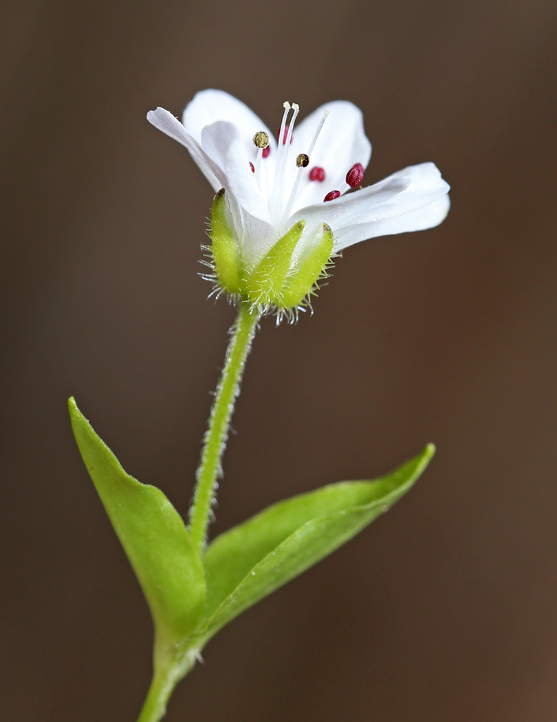 Image of Pseudostellaria heterantha specimen.