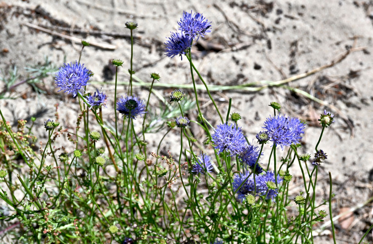 Image of Jasione montana specimen.