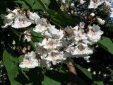 Catalpa bignonioides. Соцветие. Ульяновск, Заволжский р-н, посадка в частном секторе. 25.06.2026.