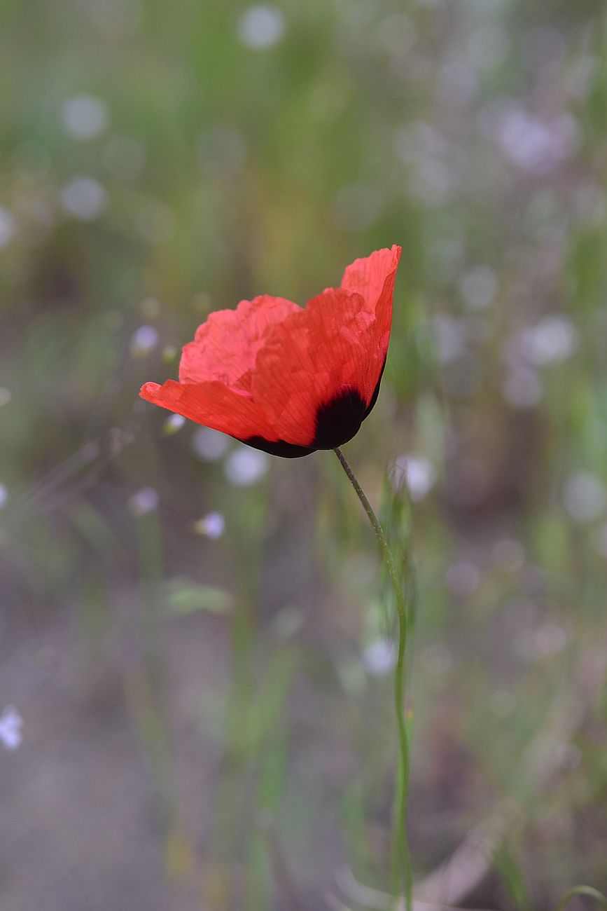 Изображение особи род Papaver.