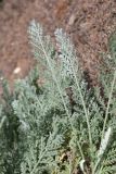 Tanacetum achilleifolium