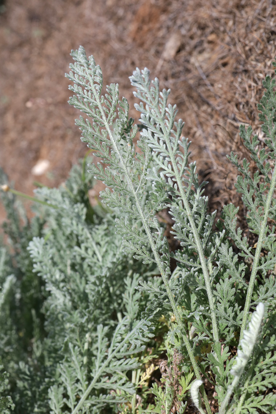 Image of Tanacetum achilleifolium specimen.