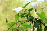 Calystegia sepium