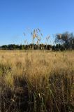 Agropyron pectinatum. Плодоносящее растение. Волгоградская обл., Ленинский р-н, окр. с. Маляевка, сухая степь. 29.08.2026.