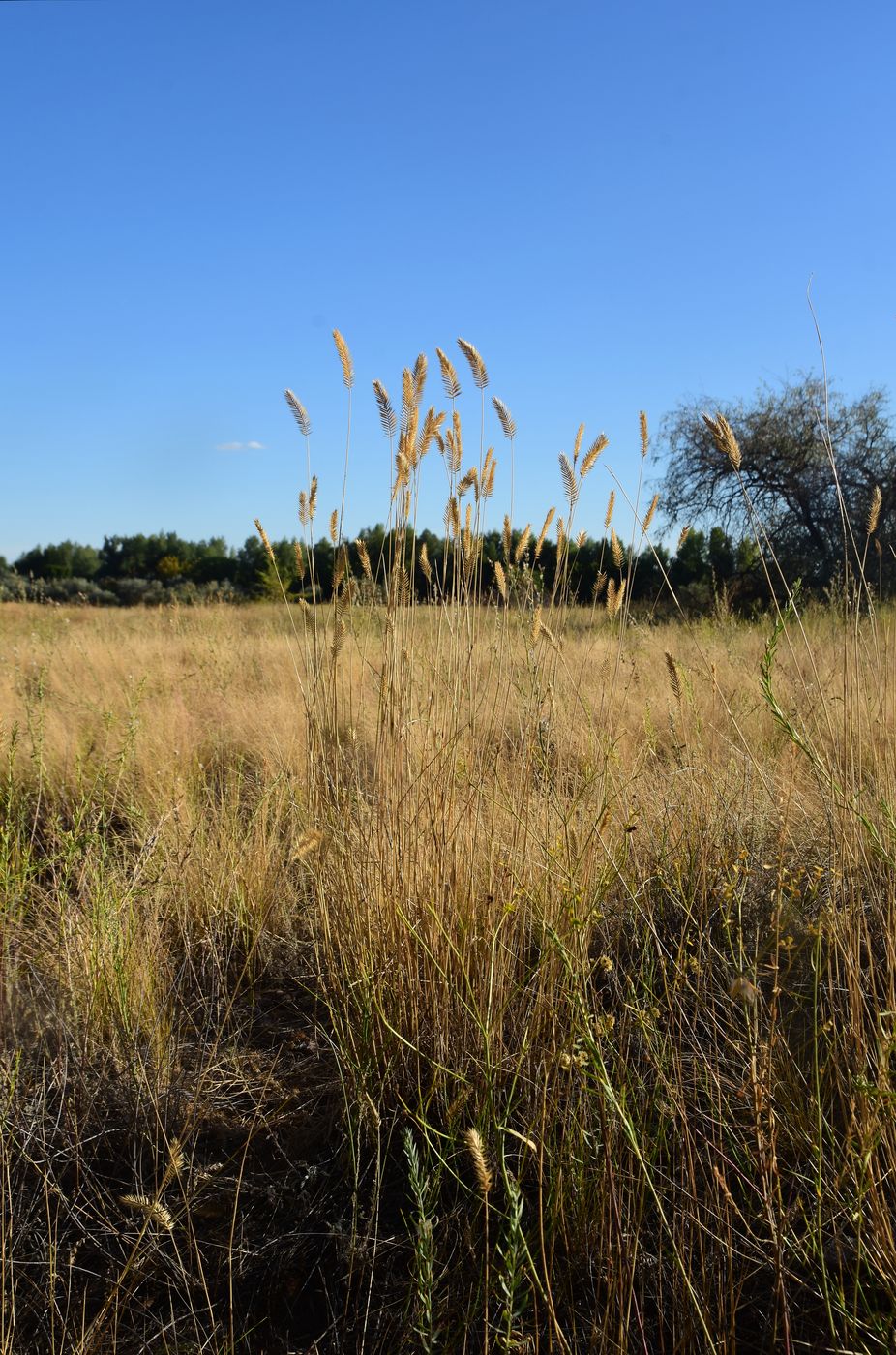 Image of Agropyron pectinatum specimen.