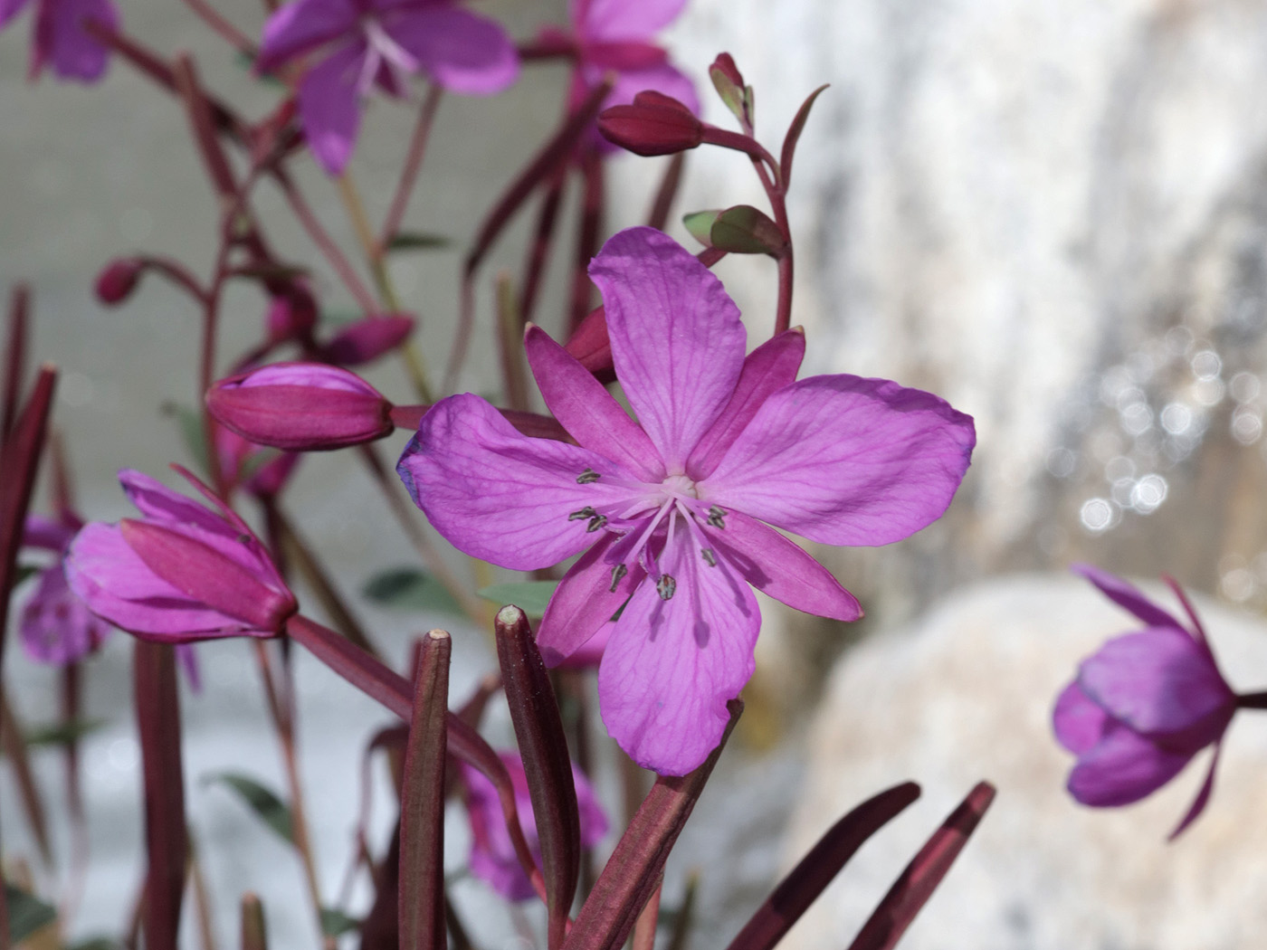 Изображение особи Chamaenerion latifolium.