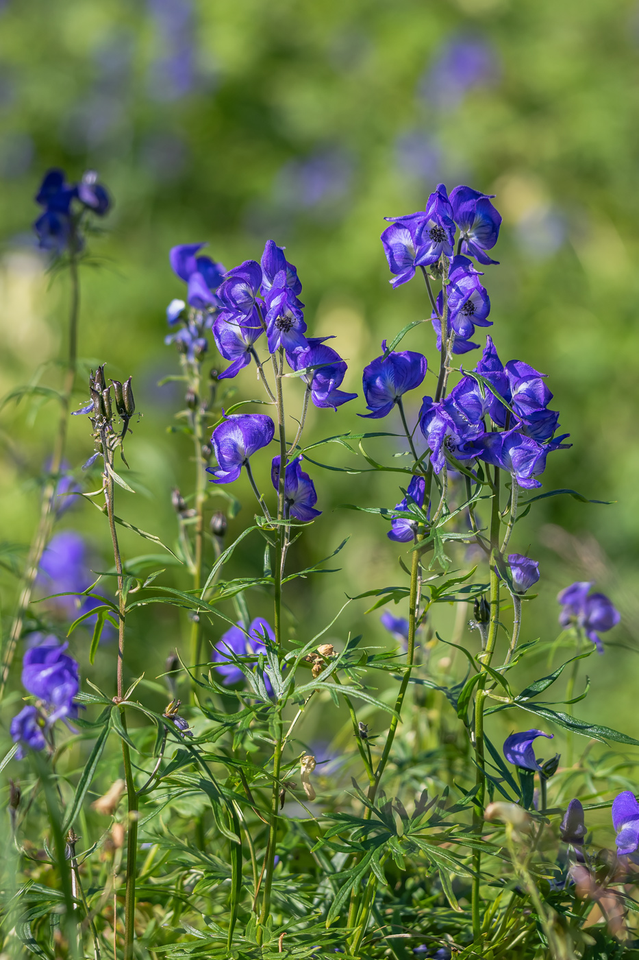 Изображение особи Aconitum ochotense.