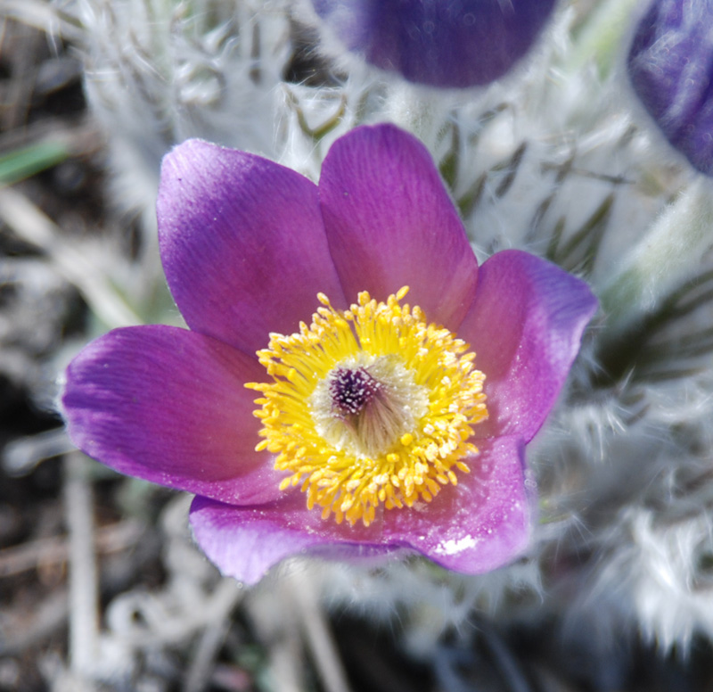 Image of Pulsatilla taurica specimen.