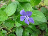 Vinca pubescens. Побег с цветком. Украина, Киев, Национальный ботанический сад, ботанико-географический участок кавказской флоры. 05.05.2011.