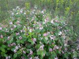 Lonicera tatarica. Цветущий кустарник в лесопосадке. Новосибирская обл., Карасукский р-н, с. Благодатное. 29.05.2011.