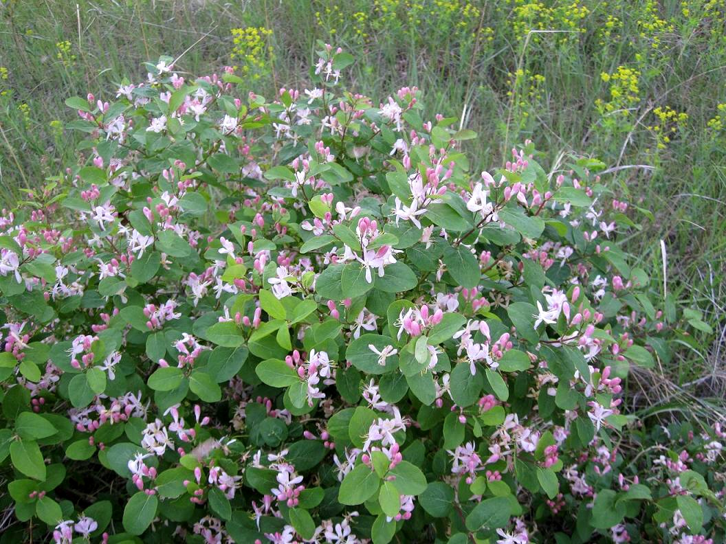 Image of Lonicera tatarica specimen.