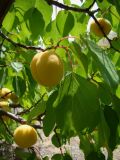 Armeniaca vulgaris. Ветвь со зрелыми плодами. Казахстан, окрестности оз. Капчагай. Лето 2010 г.