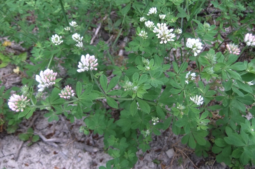 Изображение особи Dorycnium graecum.