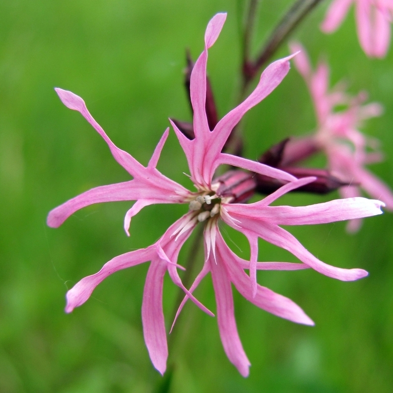 Изображение особи Coccyganthe flos-cuculi.