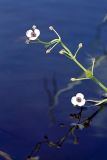 Sagittaria sagittifolia