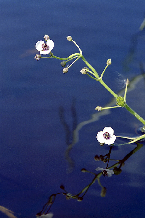 Image of Sagittaria sagittifolia specimen.