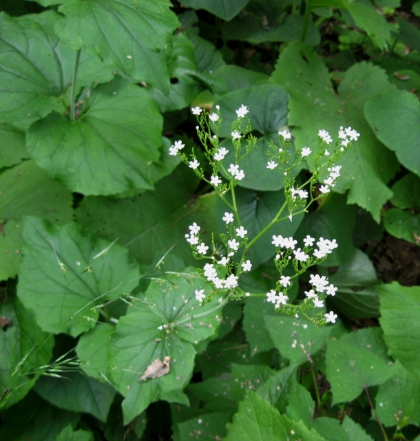 Image of Valeriana tiliifolia specimen.