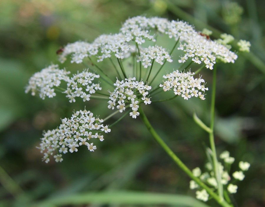 Изображение особи Pimpinella saxifraga.