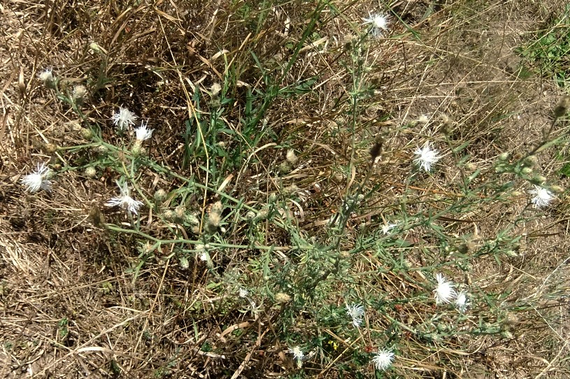 Изображение особи Centaurea diffusa.