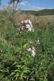 Saponaria officinalis. Цветущие растения. Крым, предгорья, окр. с. Терновка. 5 августа 2011 г.