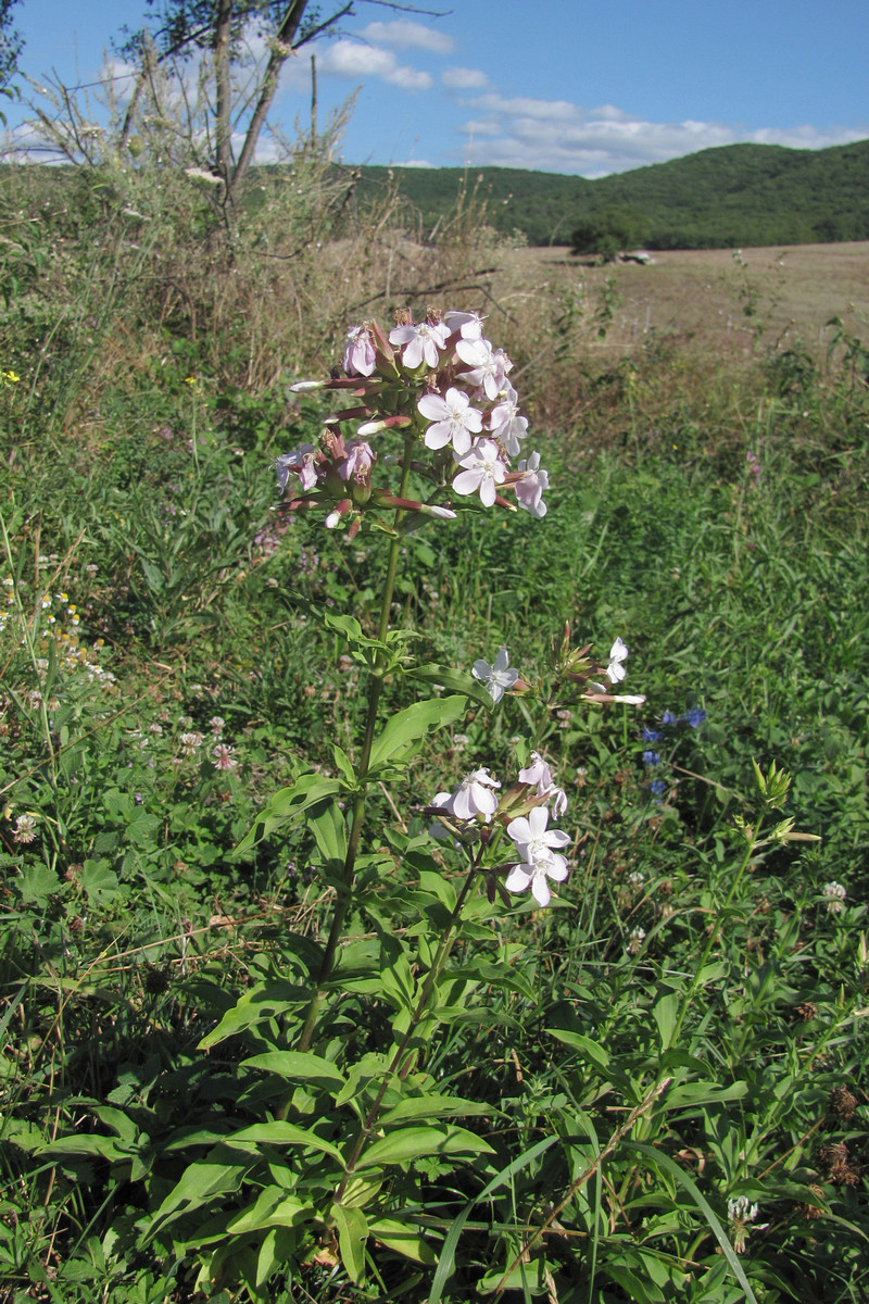 Изображение особи Saponaria officinalis.