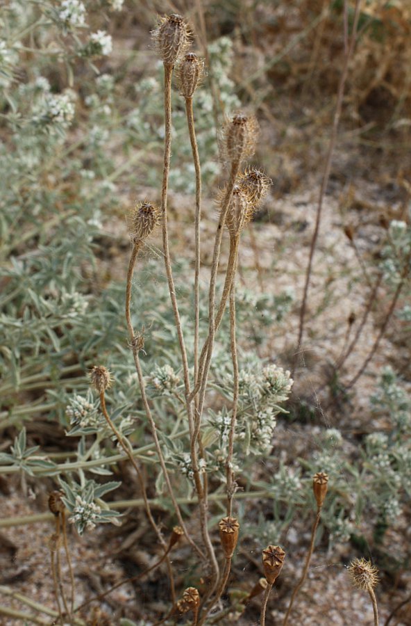 Image of Papaver hybridum specimen.