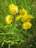 Inula japonica. Верхушка цветущего растения. Приморский край, г. Находка, оз. Лебяжье, сырой вейниковый луг. 21.08.2011.