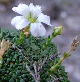 Gypsophila imbricata