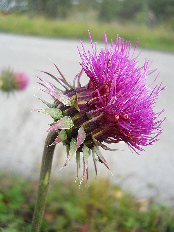 Image of Carduus thoermeri specimen.