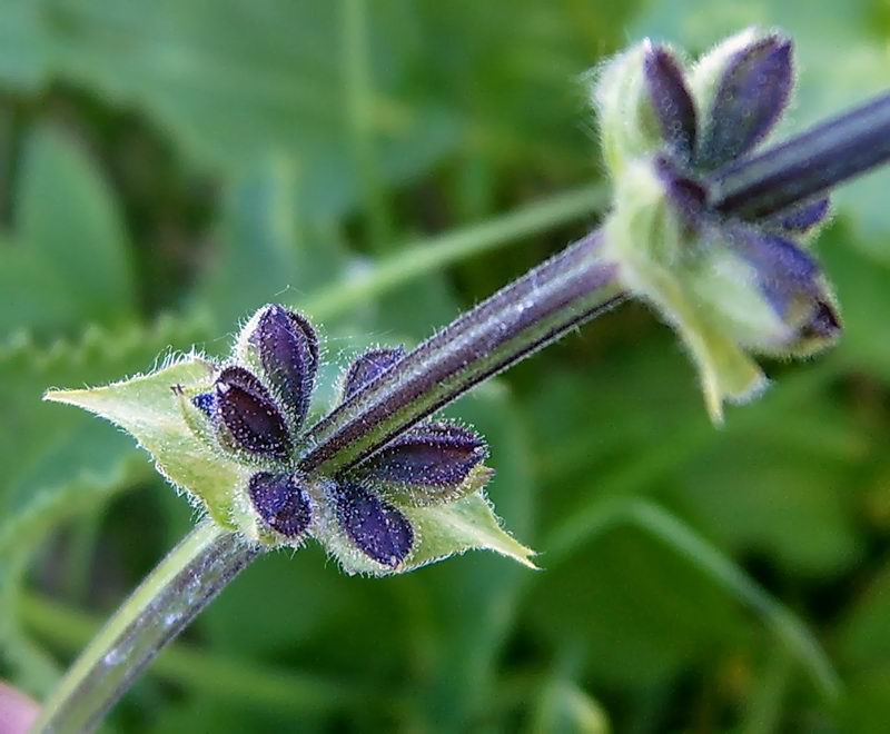 Image of Salvia stepposa specimen.